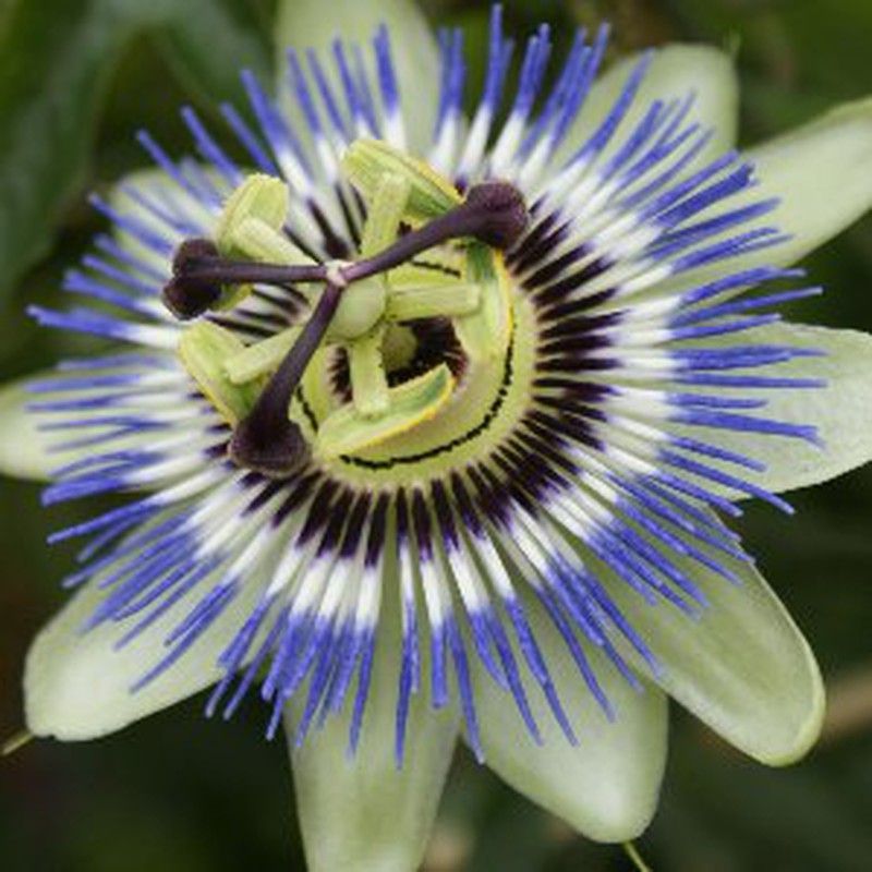 Passiflora Caerulea