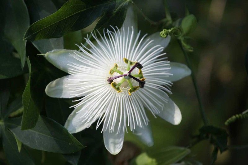 Passiflora Snow queen​
