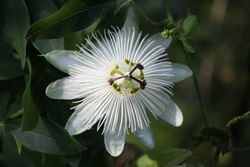 Passiflora Snow queen​