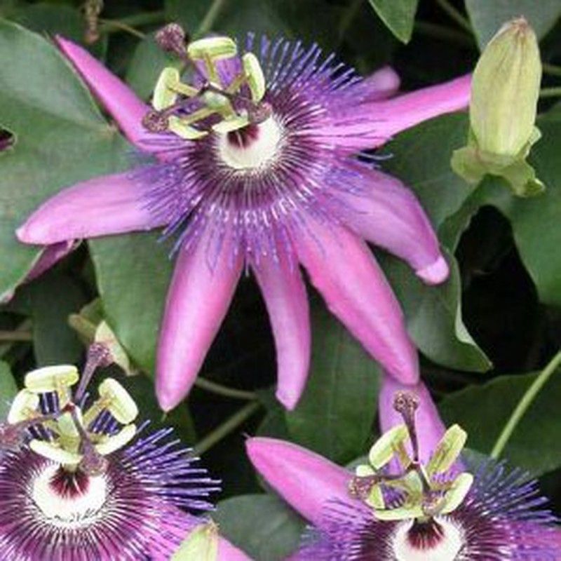 Passiflora Violacea