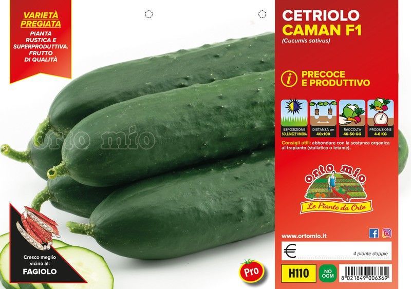 Pepino Prestige F1 de Mercado 4 Plantas En Pack