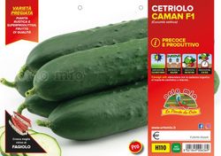Pepino Prestige F1 de Mercado 4 Plantas En Pack