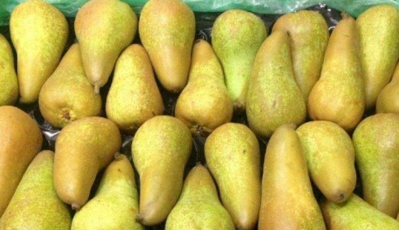 Pera Abate C-24 ITALIA