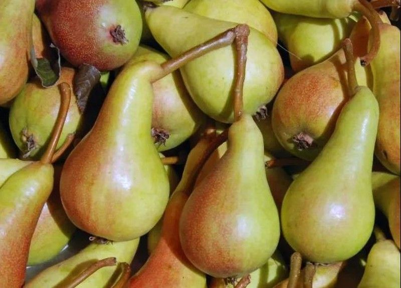 Pera Bella Di Giugno C-24 ITALIA