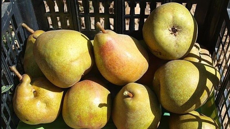 Pera Butirra Hardy C-24 ITALIA