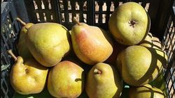 Pera Butirra Hardy C-24 ITALIA