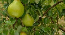 Pera Decano del Comitium CT.42  ITALIA