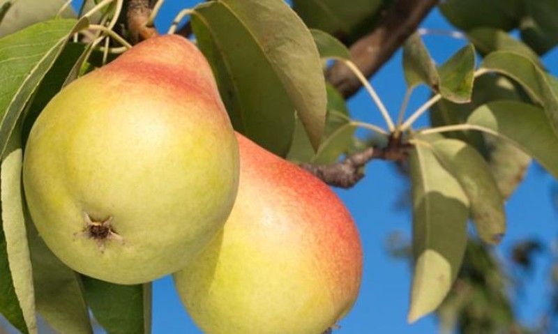 Pera Guillermo Blanco CT.42  ITALIA