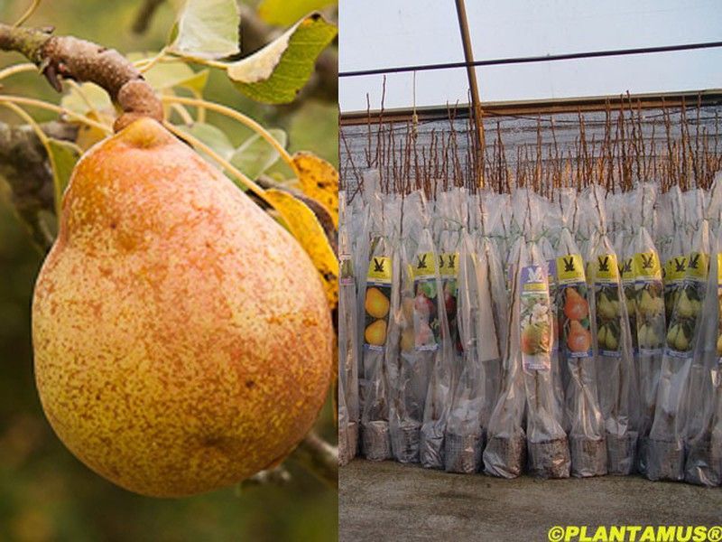 Pera Passa crassana. Árbol con cepellón.