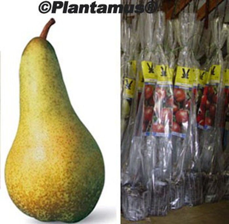 Peral Abate fetel. Árbol frutal en cepellón