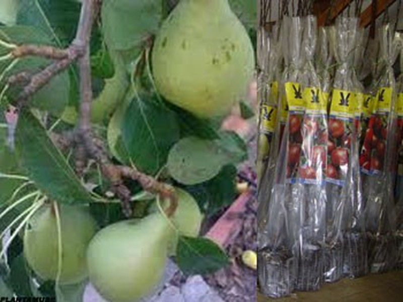 Peral Blanca de Aranjuez, plantas frutales en cepellón