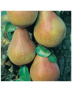 PERAL BLANQUILLA Pyrus communis 6/8 C-25