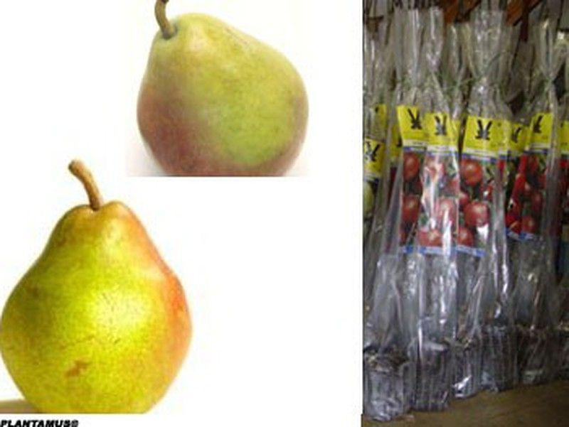 Peral Ercolini. Plantón frutal certificado, con cepellón.