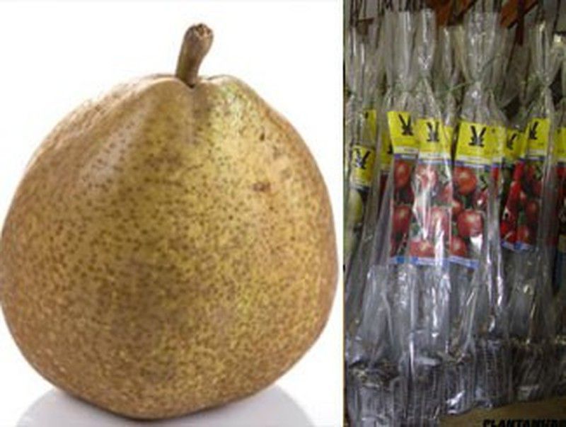 Peral General Lecrerc, plantas con cepellón