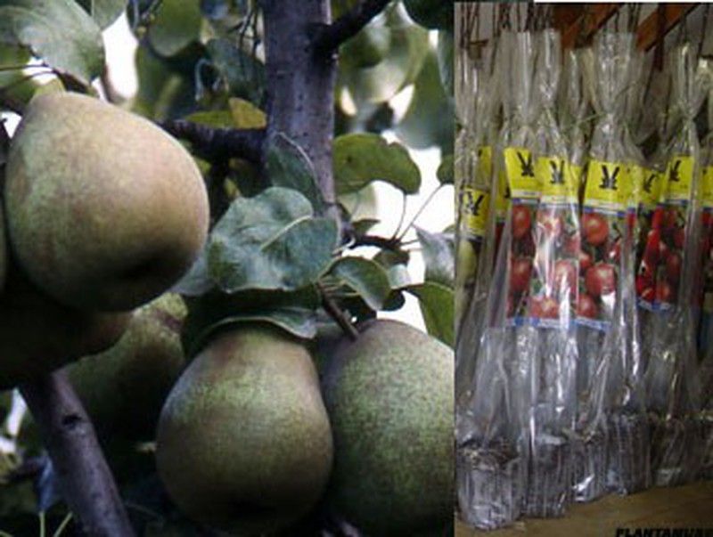 Peral Manteca Hardy con cepellón. Peras de manteca