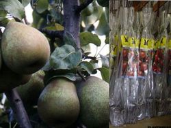 Peral Manteca Hardy con cepellón. Peras de manteca