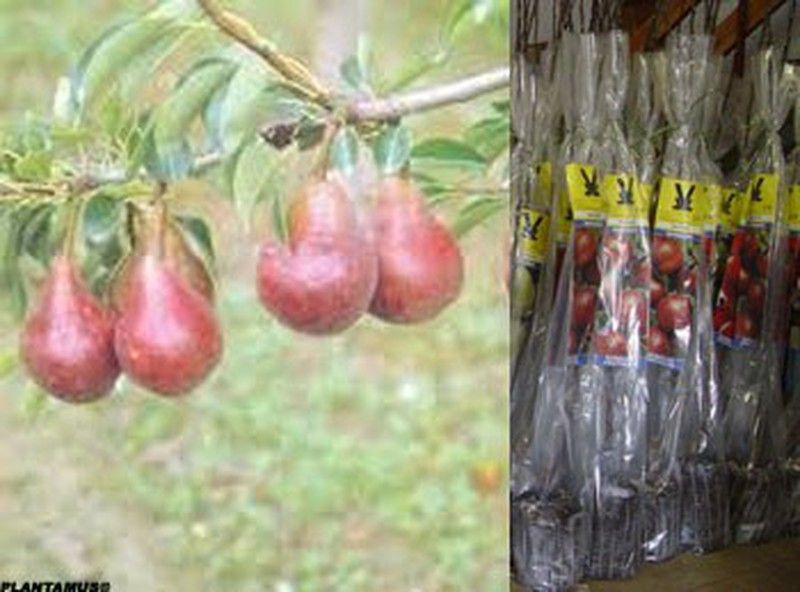 Peral Max Red Barlett, plantas con cepellón. Peras rojas
