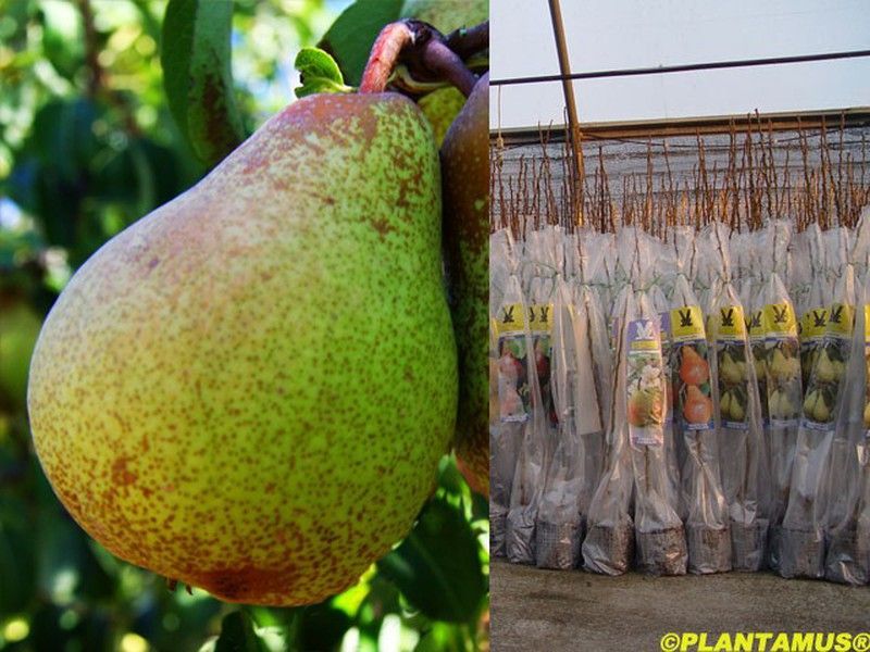 Peral Rocha. Planta en cepellón