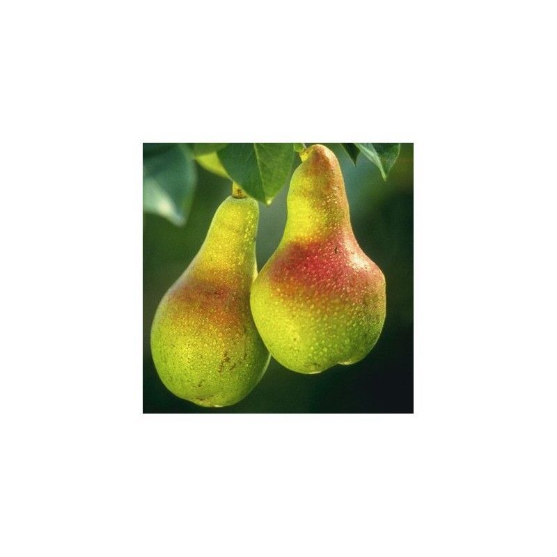 PERAL TENDRAL VALENCIA Pyrus communis 6/8 C-25