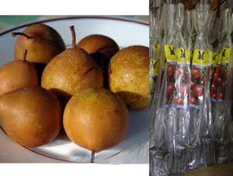 Peral Urraca Grande Plantones con cepellón. Pyrus comumunis.