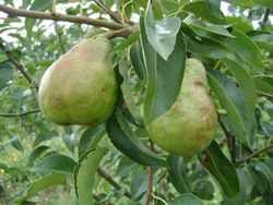 PERAL WILLIAMS Pyrus communis 6/8 C-25