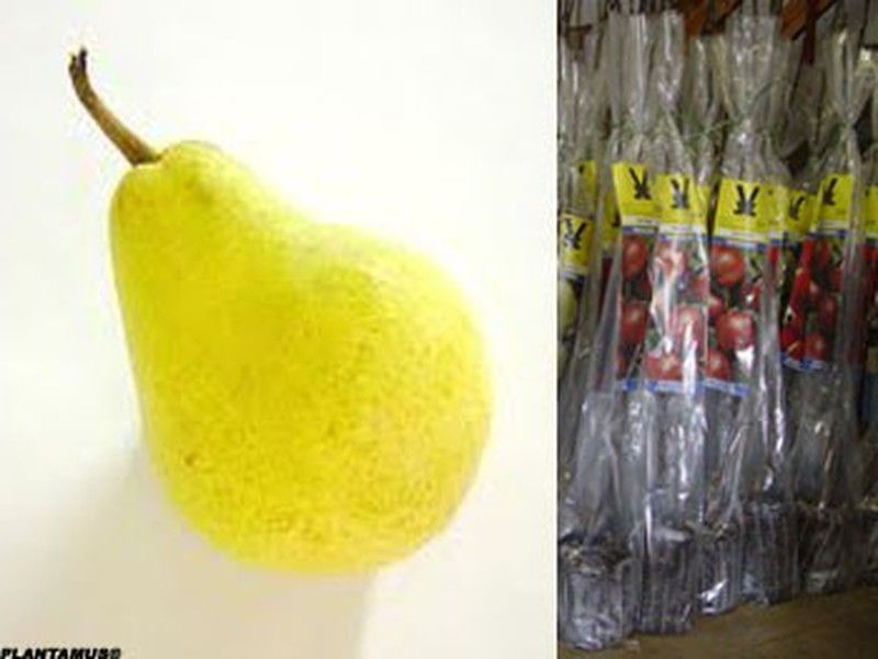 Peral Willians, plantas con cepellón.