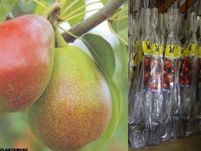 Perales Buena Luisa, plantas en cepellón