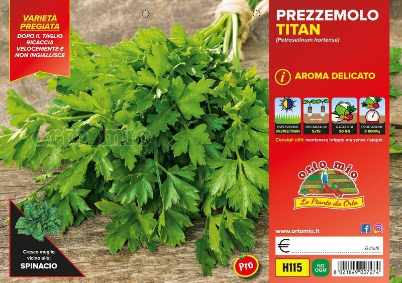 Perejil Comun Titan 6 Plantas en Pack