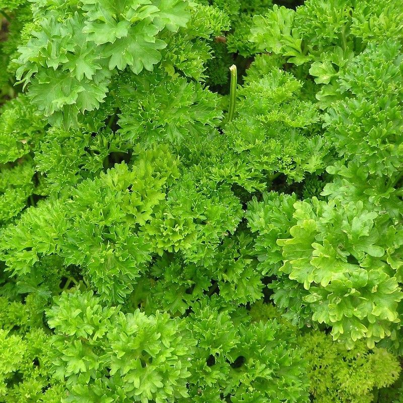Perejil Rizado Bio