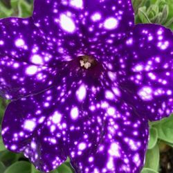 Petunia Constellation