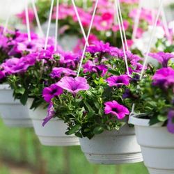 Petunias Colgantes Surfinias
