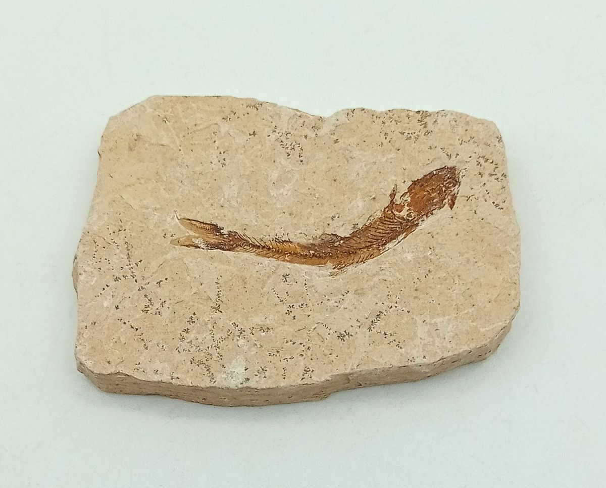 Pez fósil - Dastilbe