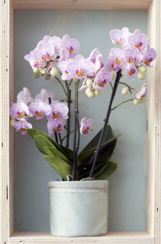 Phalaenopsis 2 t. mix 70 cm