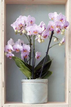 Phalaenopsis 2 t. mix 70 cm