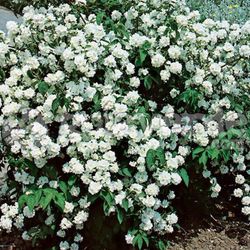 Philadelphus Coronarius