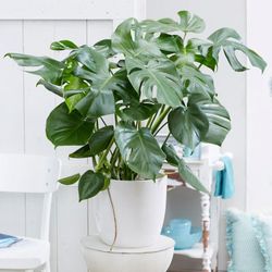 Philodendron Monstera