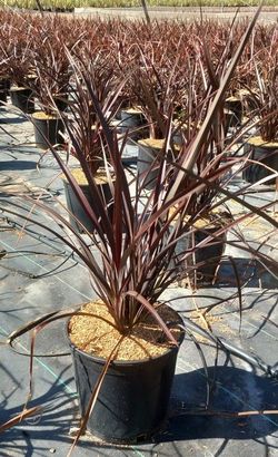 PHORMIUM AMAZING RED