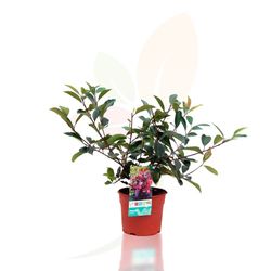 Photinia 'Red Robin'