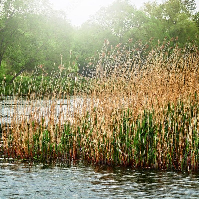 Phragmites Australis