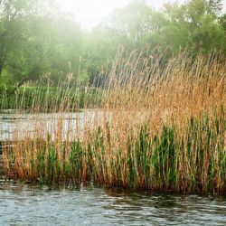 Phragmites Australis