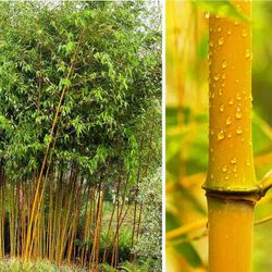 Phyllostachys aureosulcata "Aureocaulis"