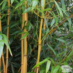 Phyllostachys aureosulcata Spectabilis