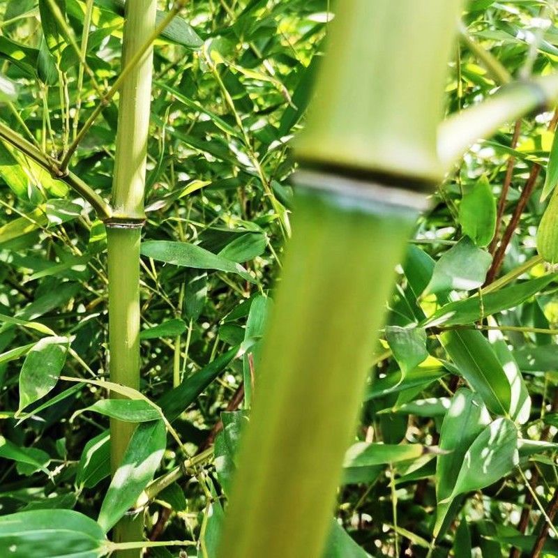 Phyllostachys bissetii