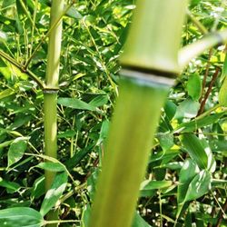 Phyllostachys bissetii