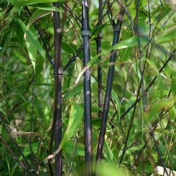Phyllostachys nigra