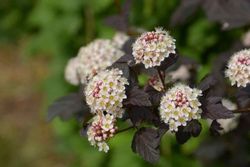 Physocarpus opulifolius "Red baron"