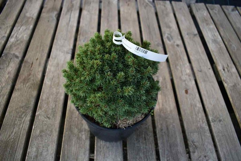 Picea glauca "Alberta globe"