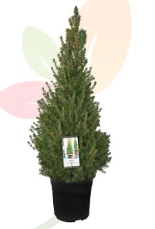 Picea glauca conica piramidal 15 L
