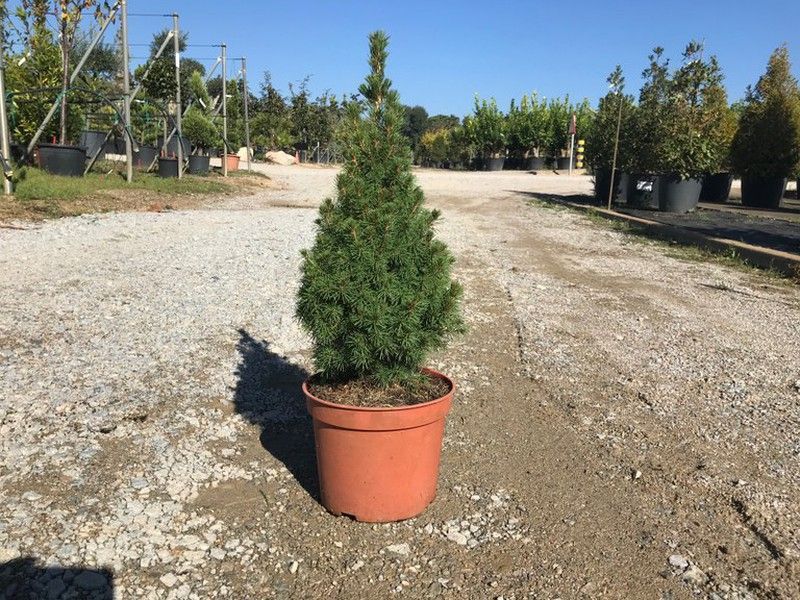 Picea glauca var. albertiana Conica