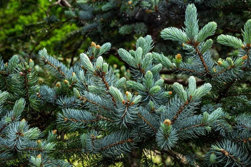 Picea pungens glauca, abeto azul